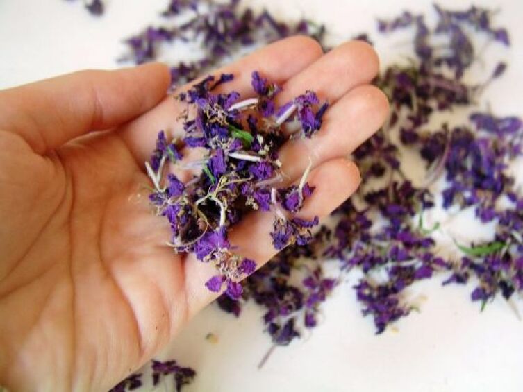 Medicinal preparations are made from dried fireweed flowers