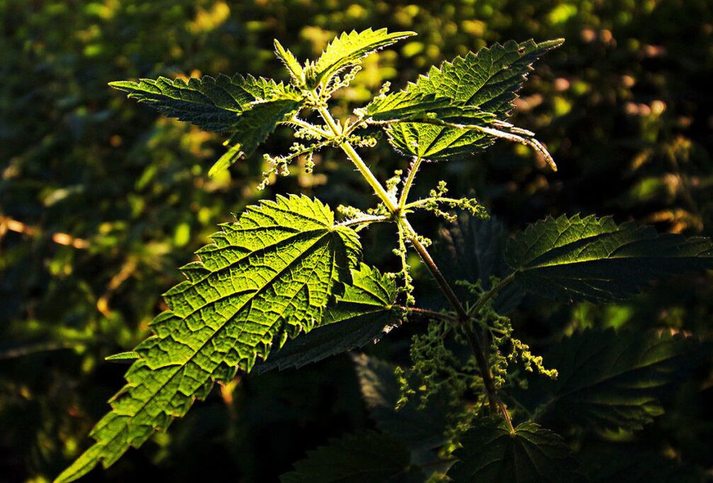 Nettle to increase efficiency