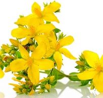 St. John's wort is a potentiator of potency