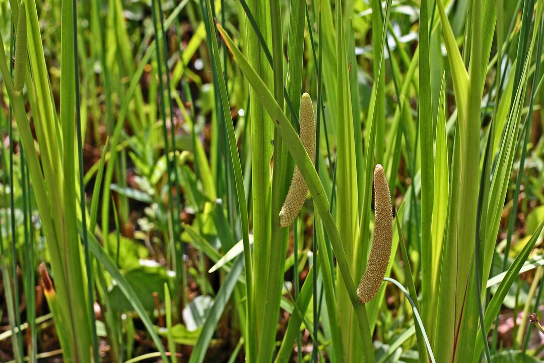 calamus for potency